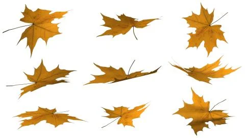 Various Autumn leaves isolated on white background Stock Illustration