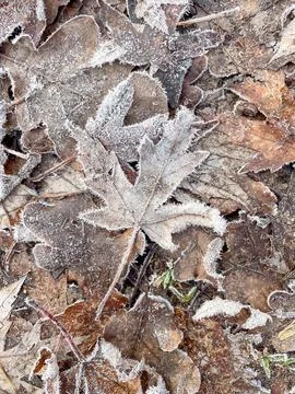 Various autumn leaves with maple on top covered with white frost needles on.. Stock Photos
