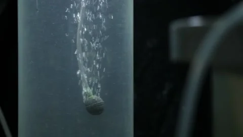 Various baby fish inside the observation tank Stockbeeldmateriaal 149124057