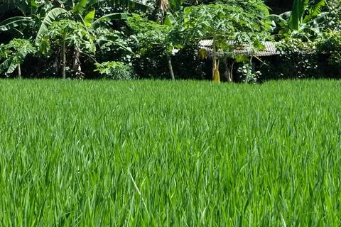 Various Bali Nature Foto stock