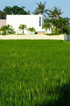Various Bali Nature Stock Photos