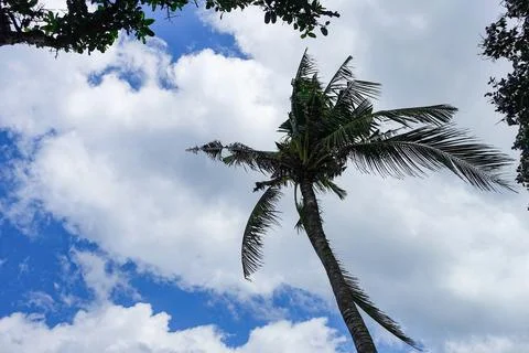 Various Bali Nature Stock Photos