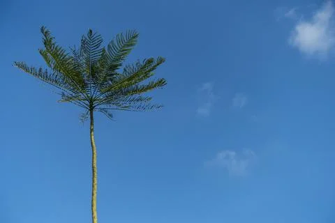 Various Bali Nature Stock Photos