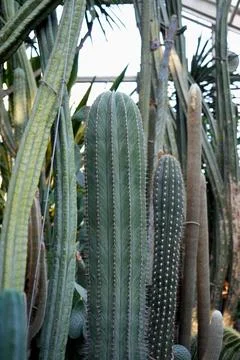 Various barbed cacti close-up. Stock Photos