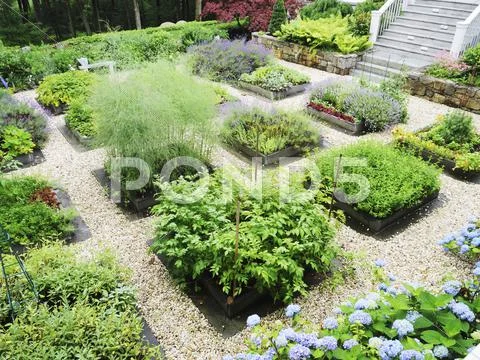 Various Beds On Herbs In A Garden Separated By Gravel Paths