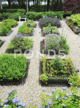 Various Beds On Herbs In A Garden Separated By Gravel Paths