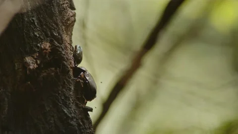 Various Beetles Competing For Food. Stock Footage 202103174