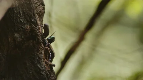 Various Beetles Competing For Food. Stock Footage 202103187