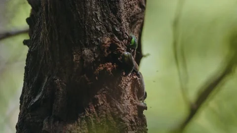 Various Beetles Competing For Food. Stock Footage 202103197