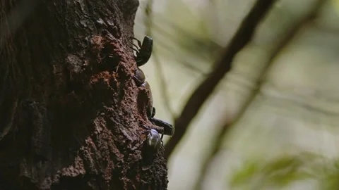 Various Beetles Competing For Food. Stock Footage 202103209