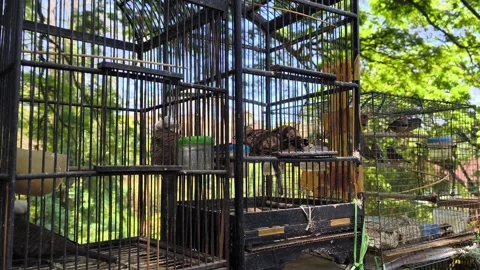 Various birds in cages are being sold at the bird market Stock Footage 320504516