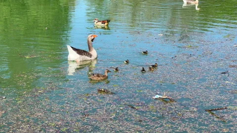 Various birds ducks mallard ducks with chicks in Parma Ducale public park Stock Footage 189222837