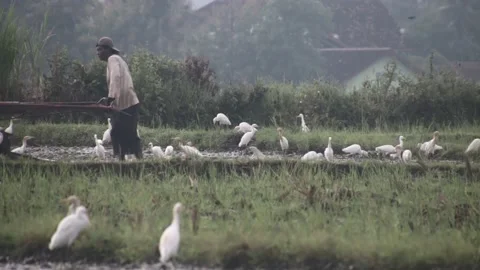 Various birds fly in the fields, mountains and other places in the morning Stock Footage 233563851