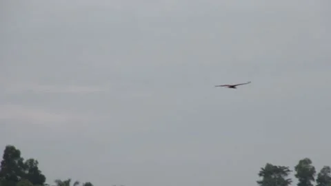 Various birds fly in the fields, mountains and other places in the morning Stock Footage 237050561