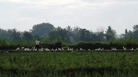 Various birds fly in the fields, mountains and other places in the morning Stock Footage 237050583