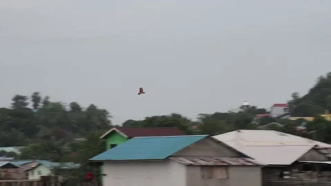 Various birds fly in the fields, mountains and other places in the morning Stock Footage 237050593