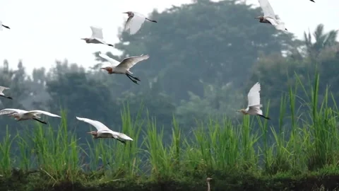 Various birds fly in the fields, mountains and other places in the morning Stock Footage 237050597