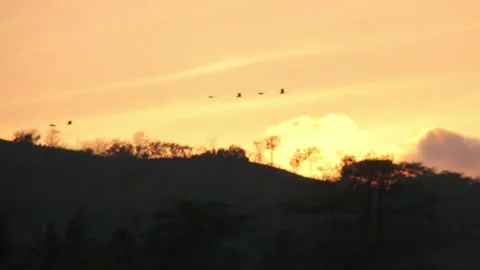 Various birds fly in the fields, mountains and other places in the morning Stock Footage 237050799