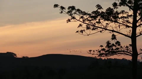 Various birds fly in the fields, mountains and other places in the morning Stock Footage 237050801