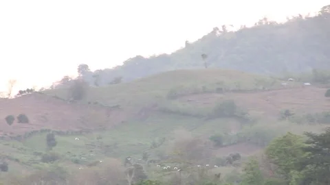 Various birds fly in the fields, mountains and other places in the morning Stock Footage 237050866