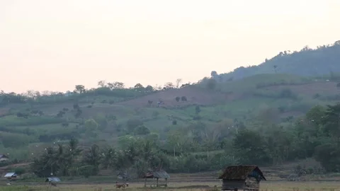 Various birds fly in the fields, mountains and other places in the morning Stock Footage 237050867