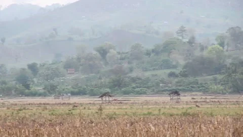 Various birds fly in the fields, mountains and other places in the morning Stock Footage 237050905