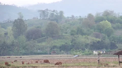 Various birds fly in the fields, mountains and other places in the morning Stock Footage 237050913