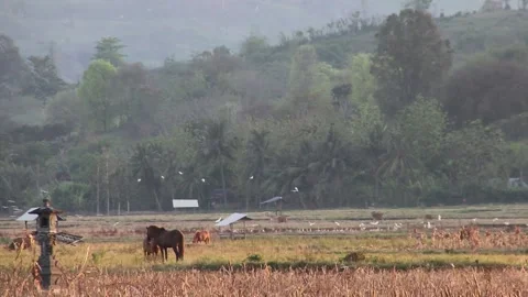 Various birds fly in the fields, mountains and other places in the morning Stock Footage 237051013