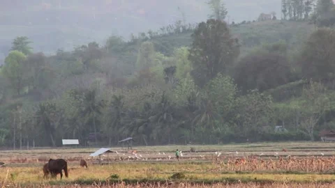 Various birds fly in the fields, mountains and other places in the morning Stock Footage 237051044