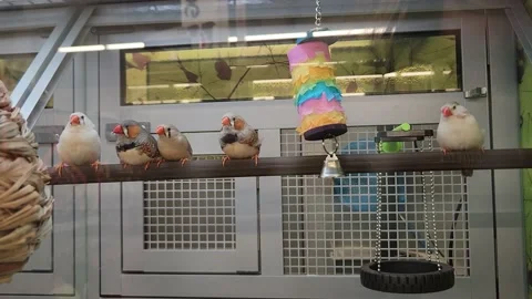 Various Birds Inside of Cage Petsmart Parakeet Video stock 219814472