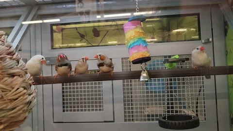 Various Birds Inside of Cage Petsmart Parakeet Video stock 219814479