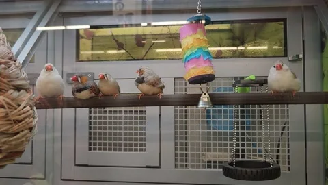 petsmart finches