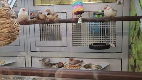 Various Birds Inside of Cage Petsmart Parakeet Video stock 219814520
