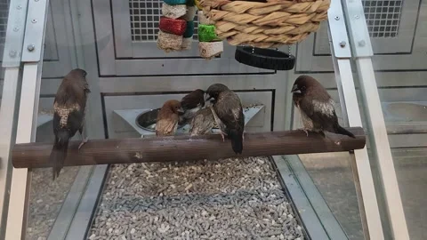 Various Birds Inside of Cage Petsmart Parakeet Video stock 219814531