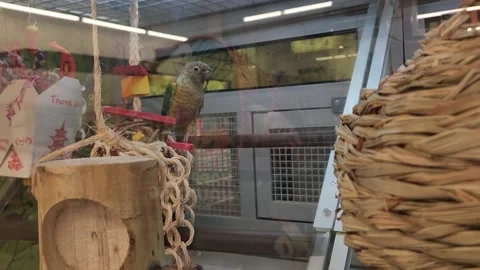 Various Birds Inside of Cage Petsmart Parakeet Video stock 219814532