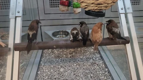 Various Birds Inside of Cage Petsmart Parakeet Video stock 219814539