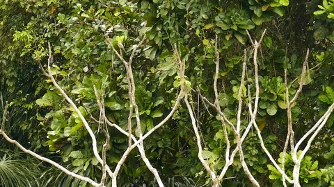 Various birds taking place on tree near forest line in Panama Stock Footage 123554661