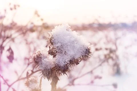 Various blades of grass under a layer of snow in the rays of the setting sun Stock Photos