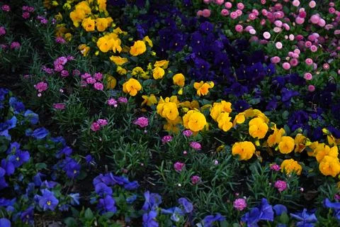 Various blooming spring flowers planted in rows Stock Photos