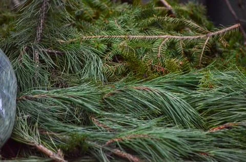 Various branches of green spruce trees. Stock Photos
