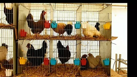 Various breeds of chickens on display Stock Footage 194385584
