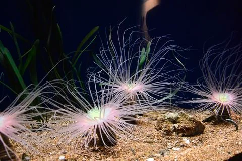 Various brightly colored anemones Stock Photos