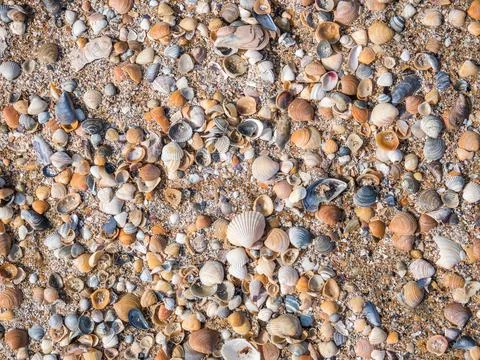 Various broken seashells fragments on the sandy beach. Background texture wit Stock-Fotos