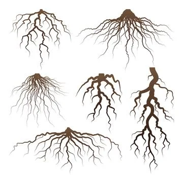 Various brown tree or shrub roots. Parts of plant, root system with tree stump Stock Illustration