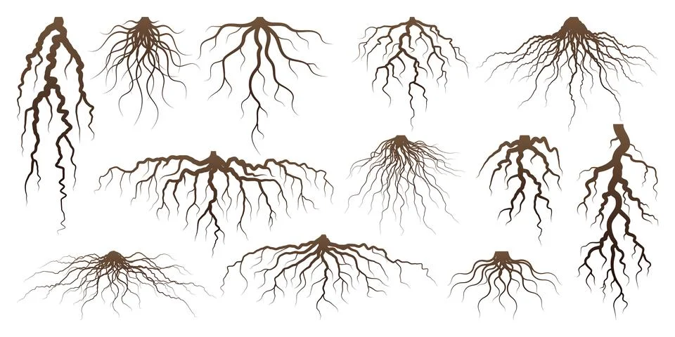 Various brown tree or shrub roots. Parts of plant, root system with tree stump Stock Illustration
