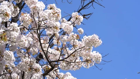 Various Bugs Pollinating Cherry Blossom Trees - Kyoto, Japan - 4K Stock Footage 106721487