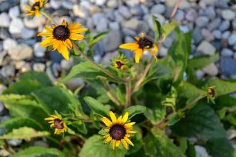 Various Bundle of Yellow Flowers 写真素材
