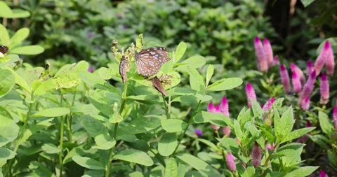 Various butterflies (Common Tiger, Contiguous Swift, Five-dot Sergeant) in Ho Stock Footage 162965819