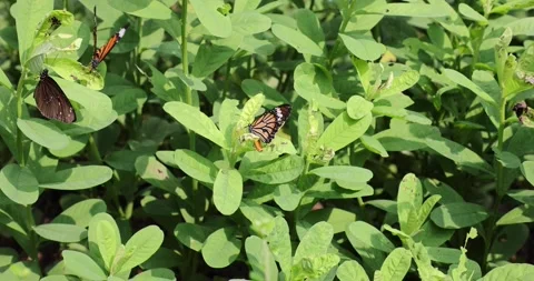 Various butterflies (Common Tiger, Contiguous Swift, Five-dot Sergeant) in Ho Stock Footage 162965843