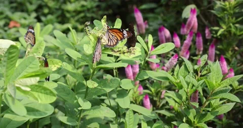 Various butterflies (Common Tiger, Contiguous Swift, Five-dot Sergeant) in Ho Stock Footage 162965866